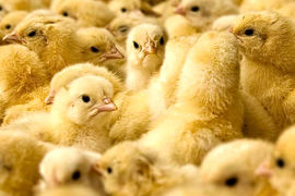 پایش بازدهی جوجه، تلفات اولیه را کاهش می‌دهد
