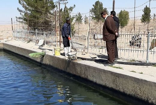 مقابله با کرونا با صید ماهی از استخرهای شهرستان بشرویه 