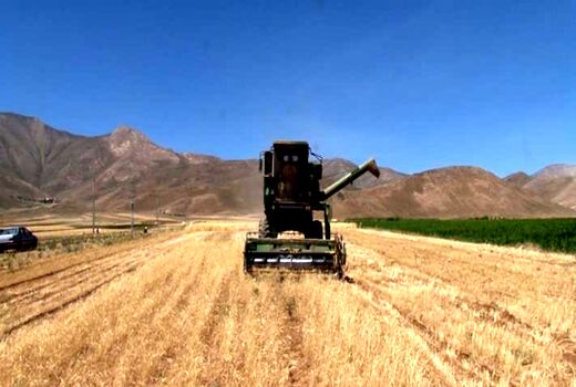 ۸ هزارو ۵۰۰ هکتار از اراضی کشاورزی اصفهان زیر کشت گندم آبی و دیم