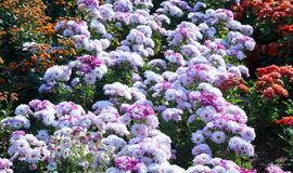 بازدید تور رسانه ای از باغ گیاه شناسی ملی ایران  