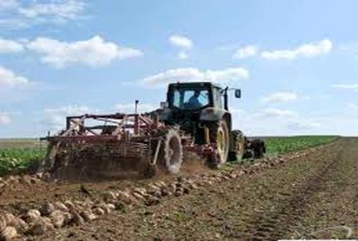 پیش بینی برداشت 260 هزار تن چغندر قند در دزفول