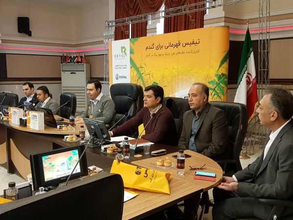 علف هرز 20 درصد به مزارع گندم و جو استان خسارت وارد می کند