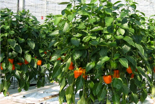 اجرای کنترل بیولوژیک با رهاسازی سنک شکارگر در گلخانه فلفل شهرستان ارزوئیه