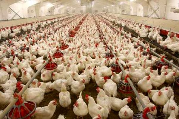 تامین نیمی از نهادههای طیور با نرخ یارانهای