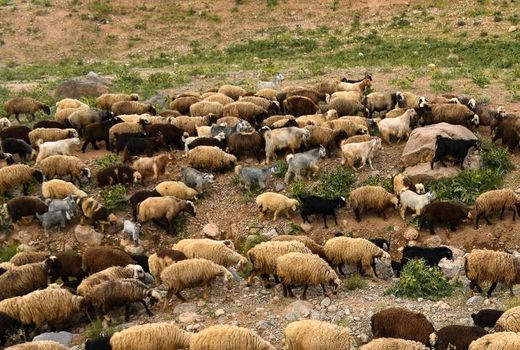 ۱۱۵ هزار راس دام خراسان شمالی بیمه شدند