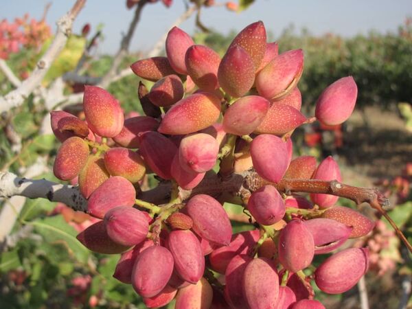 کاهش 90درصدی برداشت پسته درشهرستان نی ریز