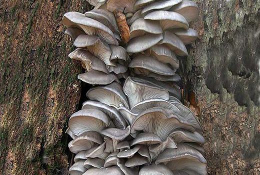 امضاء تفاهم نامه قارچ های خوراکی دارویی در خراسان رضوی