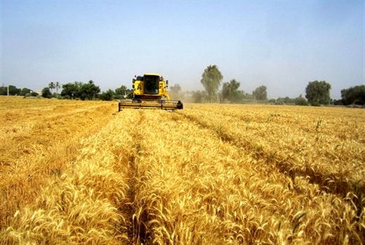 خرید تضمینی گندم در استان تهران به 28هزارتن رسید