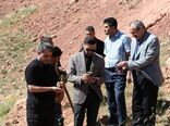 کاشت ۱۰ هزار بوته گیاه دارویی «کبر» در اراضی تفرجگاه عینالی تبریز