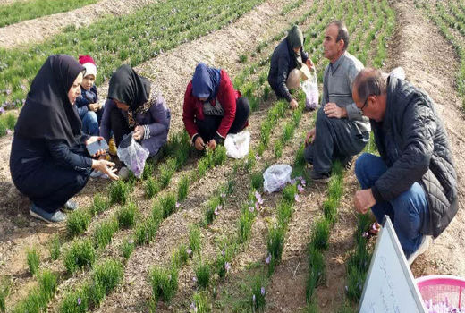 برداشت زعفران از 3.4 هکتار  مزارع شهرستان جلفا