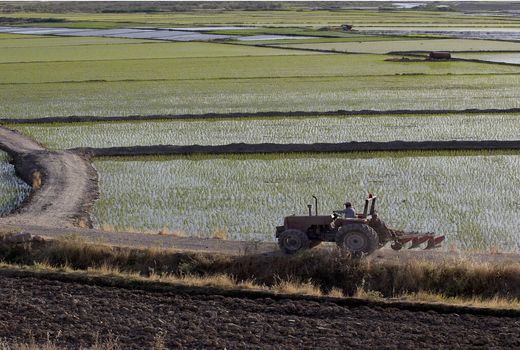  تجهیز و نوسازی ۸۶ هزار هکتار از اراضی شالیزاری گیلان
