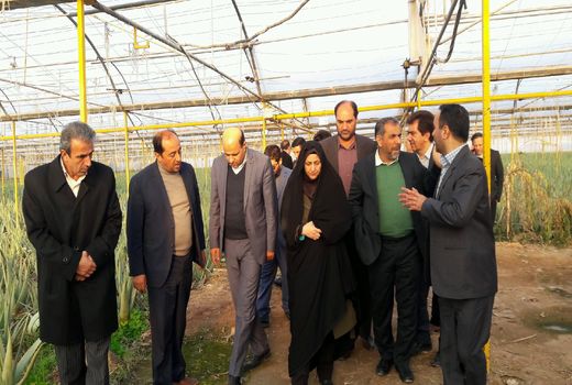 استاندار قزوین از یک واحد تولید محصولات گلخانه ای در شهرستان بوئین زهرا بازدید کرد