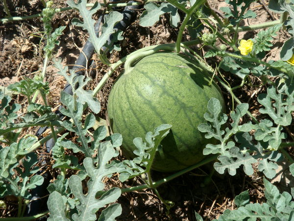 تولید ۴۴۰۰ تن هندوانه دیم در مزارع کشاورزی شهرستان البرز