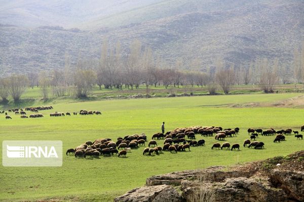 پروانه‌ چرای دام که تبدیل به طرح مرتعداری نگردد، باطل می‌شود