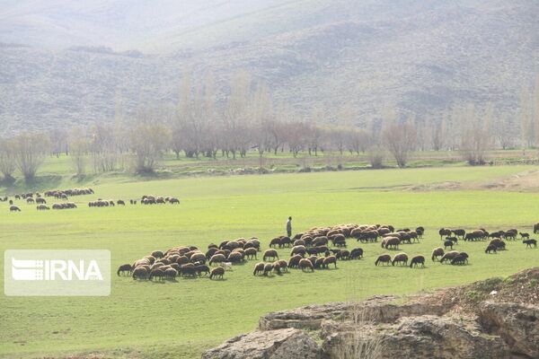 پروانه‌ چرای دام که تبدیل به طرح مرتعداری نگردد، باطل می‌شود