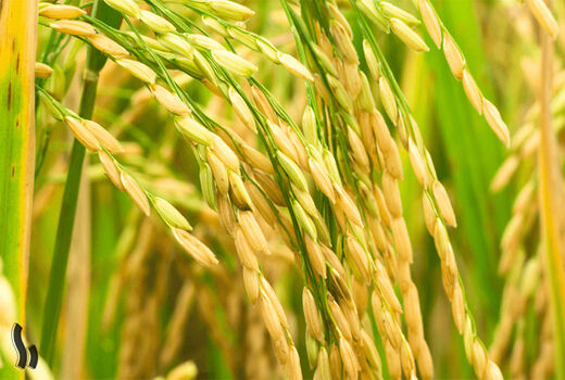 اغاز برداشت برنج در خرمشهر