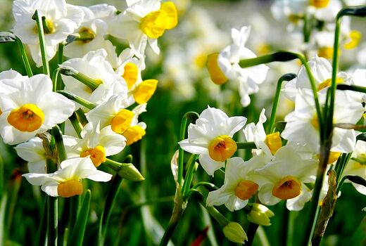 شمیم عطر گل‌های نرگس خراسان جنوبی در دبی