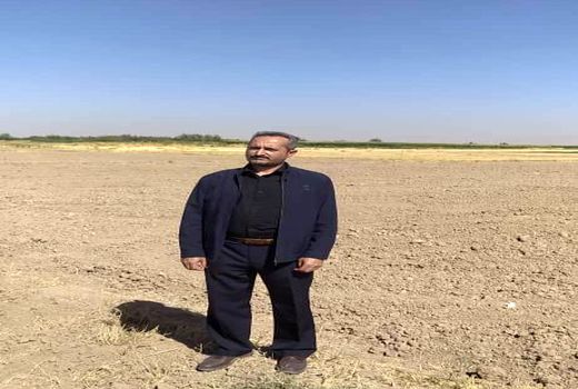 کشت بیش از ۶۵ درصد کلزای استان در شهرستان تبریز