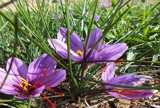 برداشت ۶۰ کیلوگرم زعفران در آران و بیدگل