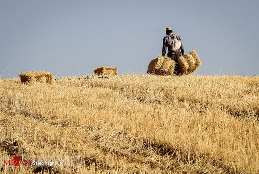 تداوم عملیات پایش و رصد مزارع گندم از لحاظ عوامل خسارت‌زا