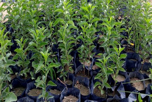 صادرات نهال بیشتر به سمت درختان غیر مثمر سوق یافته است