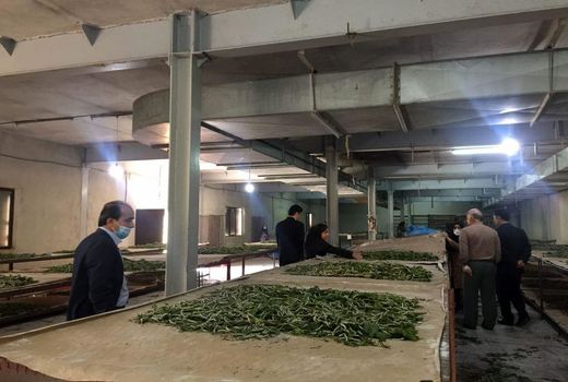  افزایش 6 برابری تولید نهال توت در سال جاری