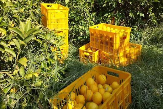 تولید بالغ بر یک میلیون تن مرکبات در فارس