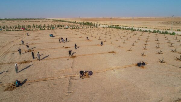 برنامه‌ریزی آستان حسینی برای کاشت یک میلیون نخل