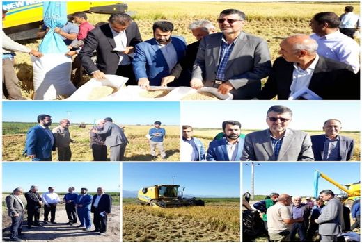 برداشت برنج به روش خشکه کاری از مزرعه یکی از کشاورزان علی آباد کتول 