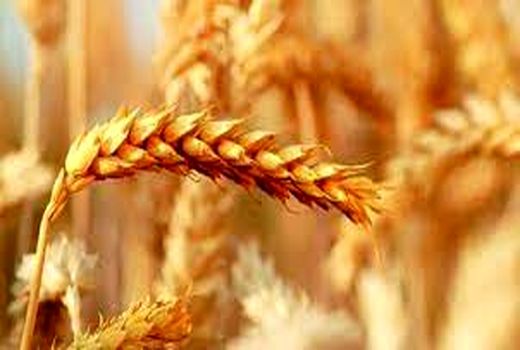 کشت بیش از ۱۰۰ هزار هکتار گندم در خراسان شمالی 