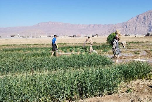  پنج هزار تن سیر سبز بیضا در راه میادین میوه و سبزی 