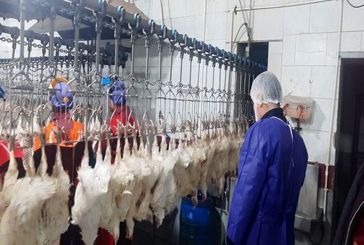 ۱۰ ناظر شرعی بر ذبح حلال در کشتارگاه‌های قزوین نظارت می‌کنند