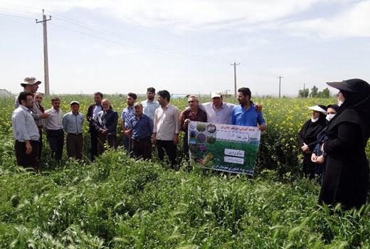 بازدید بهره برداران منتخب بخش کشاورزی شهرستان هریس از مزرعه کلزا در روستای بیلوردی