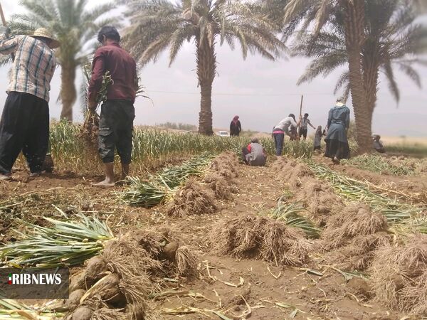 پیش بینی کشت ۶۰۰ هکتار سیر در مزارع شهداد
