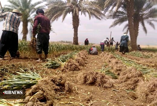پیش بینی کشت ۶۰۰ هکتار سیر در مزارع شهداد