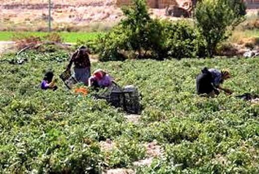 اجرای طرح ملی پوشش بیمه ای جوامع روستایی در نی‌ریز