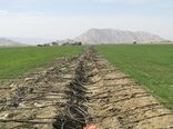 بیست طرح آب و خاک شهرستان ارزوئیه در هفته جهاد کشاورزی به بهره برداری می رسد