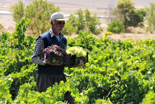 برداشت انگور -شهرکرد 