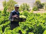 برداشت انگور -شهرکرد 