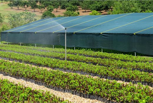 ساخت نخستین نهالستان مدرن تولید توت نوغان کشور در قائم شهر