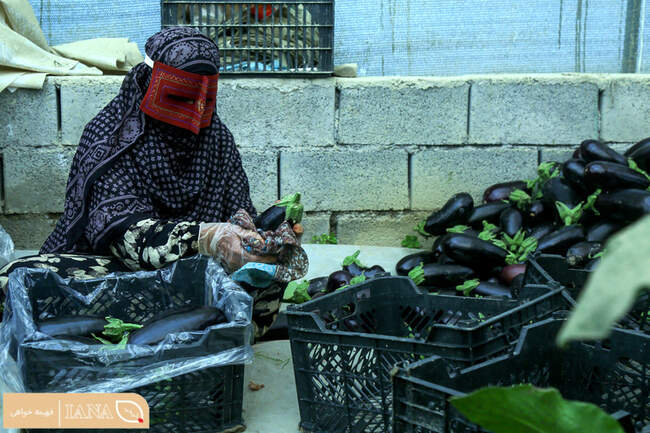 برداشت صیفی جات در بشاگرد هرمزگان