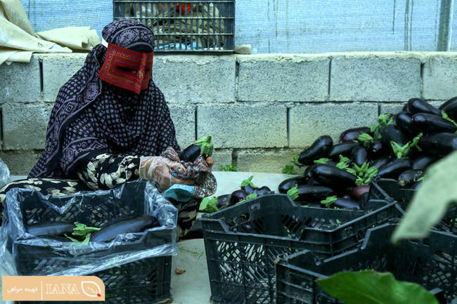 برداشت صیفی جات در بشاگرد هرمزگان