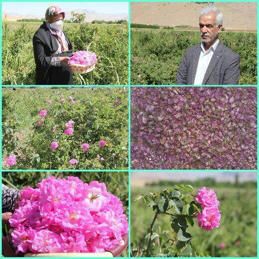 نخستین کارخانه فرآوری گل محمدی لرستان امسال بهره‌برداری می‌شود