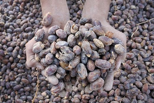 تولید خوراک دام از ضایعات خرما در فارس 