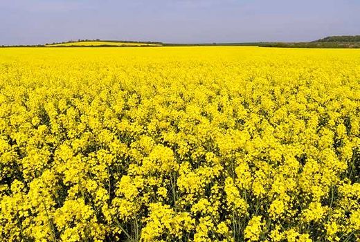 شروع برداشت دانه روغنی کلزا در رودبار
