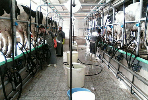نیازی به واردات نیست 10 میلیون تن شیر خام تولید می‌کنیم