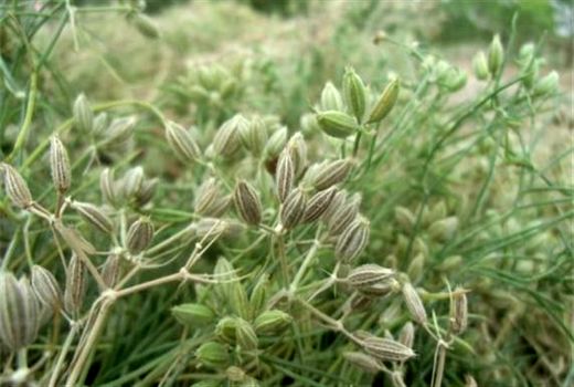 کاشت زیره سبز در سروستان