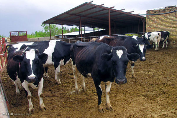 پیشرفت فیزیکی سه طرح تولیدی شیروان مطلوب است