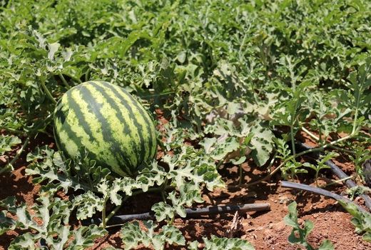 کم آبی سطح زیرکشت هندوانه در ابرکوه را ۹۰ درصد کاهش داد 