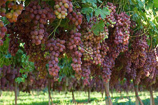 اصلاح باغات انگور ملایر با روش‌های نوین با پیوند ارقام جدید تازه خوری